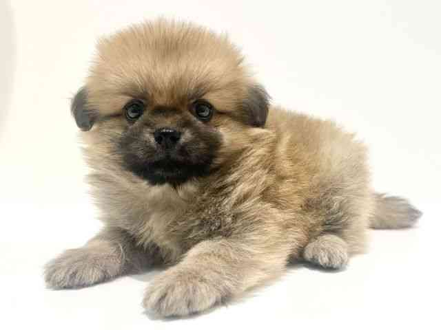 大阪府のハーフ犬・ミックス犬 (ひごペットフレンドリーイオン高槻店/2025年8月16日生まれ/男の子/オレンジ)の子犬の2枚目の画像