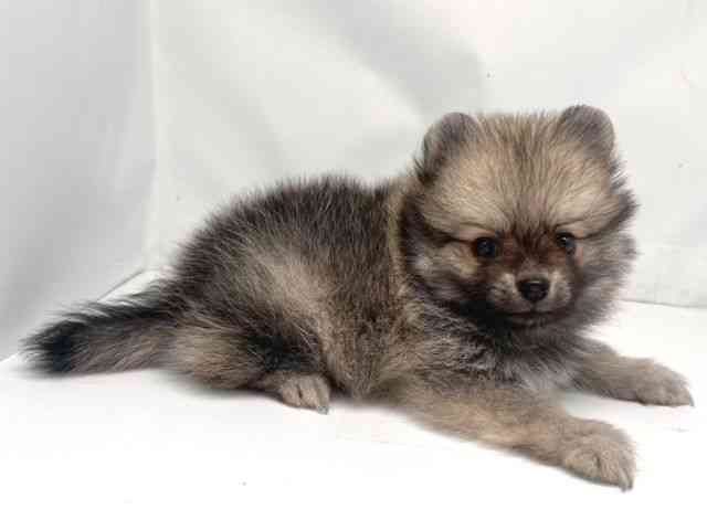 京都府のポメラニアン (ひごペットフレンドリー洛北阪急スクエア店/2025年8月15日生まれ/男の子/ウルフセーブル)の子犬の2枚目の画像