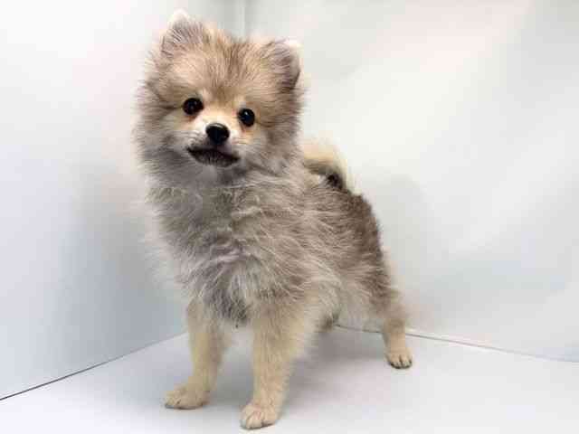 京都府のポメラニアン (ひごペットフレンドリー洛北阪急スクエア店/2025年8月15日生まれ/男の子/ウルフセーブル)の子犬の2枚目の画像