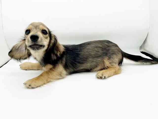 兵庫県のミニチュアダックスフンド(ロング) (ひごペットフレンドリーコロワ甲子園店/2025年8月9日生まれ/男の子/シェーデットレッド)の子犬の2枚目の画像