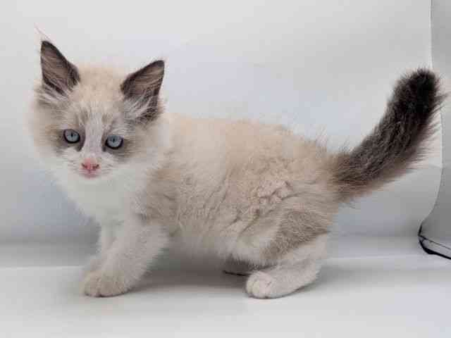 香川県のラグドール (ひごペットフレンドリーゆめタウン高松店/2025年8月7日生まれ/男の子/シールポイントバイカラー)の子猫の2枚目の画像