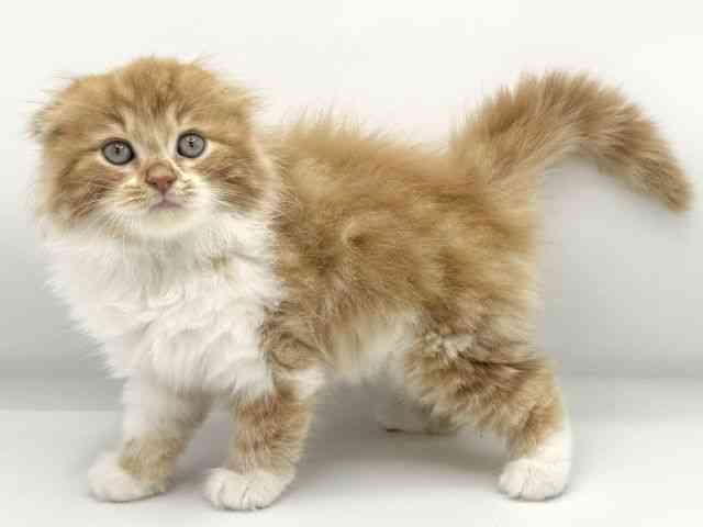 大阪府のスコティッシュフォールド (ひごペットフレンドリーららぽーとEXPOCITY店/2025年8月16日生まれ/男の子/レッドタビーホワイト)の子猫の2枚目の画像