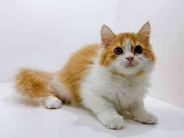 広島県のスコティッシュフォールド (ひごペットフレンドリーフジグラン神辺店/2025年8月15日生まれ/女の子/レッドタビーホワイト)の子猫の2枚目の画像