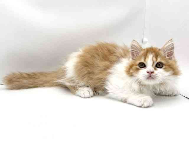 兵庫県のスコティッシュフォールド (ひごペットフレンドリークラウンパーク伊丹店/2025年8月15日生まれ/女の子/レッドタビーホワイト)の子猫の2枚目の画像