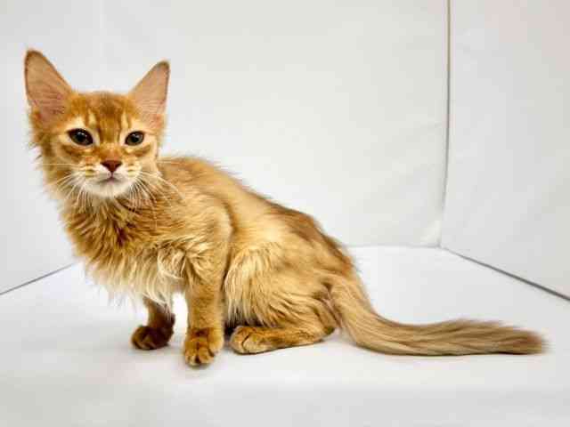 大阪府のソマリ (ひごペットフレンドリーイオンタウン茨木太田店/2025年8月14日生まれ/女の子/レッド)の子猫の2枚目の画像