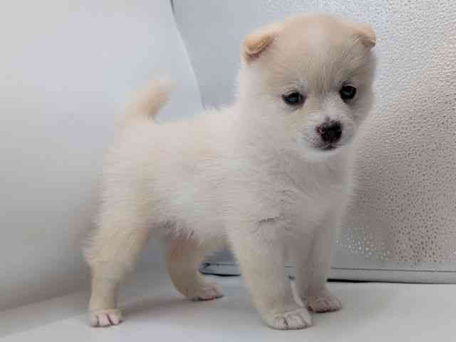 香川県のポメ柴/豆ポメ/ポメ豆柴(ポメラニアン×柴犬) (ひごペットフレンドリーゆめタウン高松店/2025年8月17日生まれ/男の子/白)の子犬の2枚目の画像