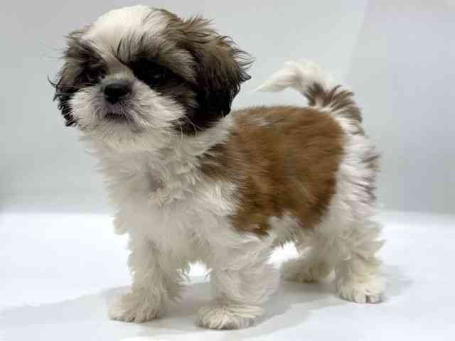 愛知県のシーズー (ひごペットフレンドリーヴィアモール アピタ江南西店/2025年8月17日生まれ/男の子/ゴールドホワイト)の子犬の2枚目の画像