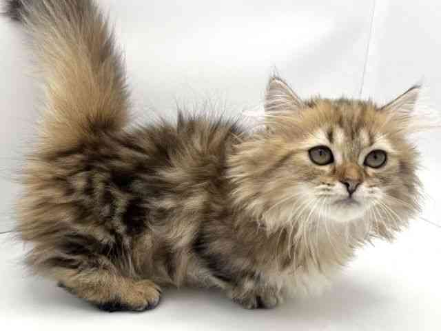 兵庫県のミヌエット (ひごペットフレンドリークラウンパーク伊丹店/2025年8月16日生まれ/女の子/ブラウンタビー)の子猫の2枚目の画像