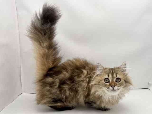 兵庫県のミヌエット (ひごペットフレンドリークラウンパーク伊丹店/2025年8月16日生まれ/女の子/ブラウンタビー)の子猫の2枚目の画像