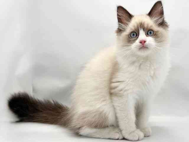 大阪府のラグドール (ひごペットフレンドリー東淀川店/2025年8月7日生まれ/男の子/シールポイントバイカラー)の子猫の2枚目の画像