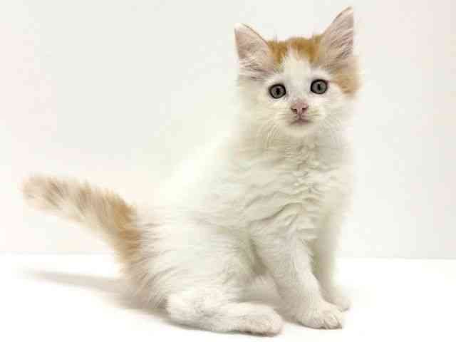 大阪府のノルウェージャンフォレストキャット (ひごペットフレンドリーくずはモール店/2025年8月17日生まれ/男の子/レッドタビーホワイトバン)の子猫の2枚目の画像