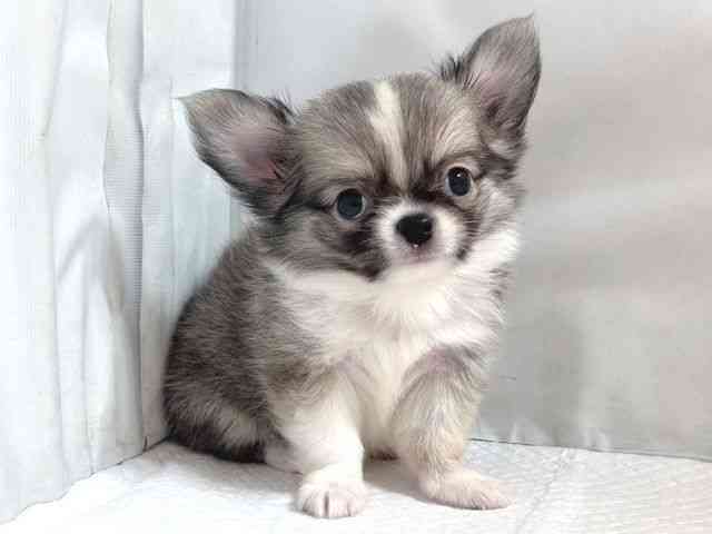 大阪府のチワワ(ロング) (ひごペットフレンドリー堺プラットプラット店/2025年8月16日生まれ/男の子/フォーンホワイト)の子犬の2枚目の画像