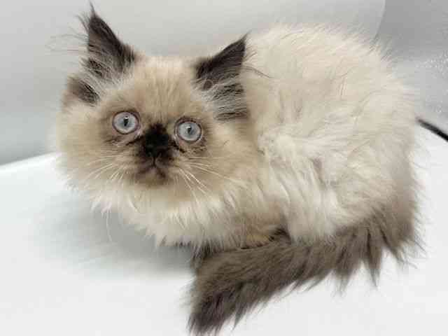 大阪府のヒマラヤン (ひごペットフレンドリーイオンタウン豊中庄内店/2025年8月7日生まれ/女の子/シールポイント)の子猫の2枚目の画像