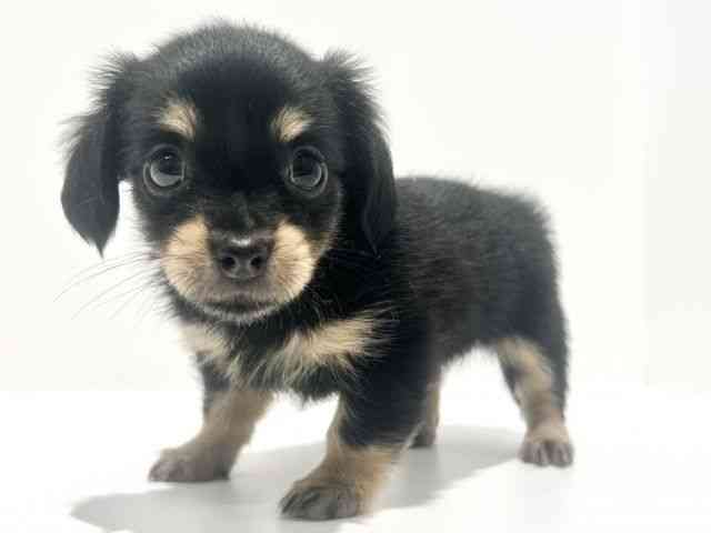 大阪府のチワックス(チワワ×ダックス) (ひごペットフレンドリーイオン高槻店/2025年8月16日生まれ/女の子/ブラックタン)の子犬の2枚目の画像