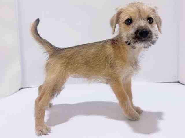 大阪府のハーフ犬・ミックス犬 (ひごペットフレンドリーイズミヤショッピングセンター千里丘店/2025年8月16日生まれ/女の子/レッド)の子犬の2枚目の画像