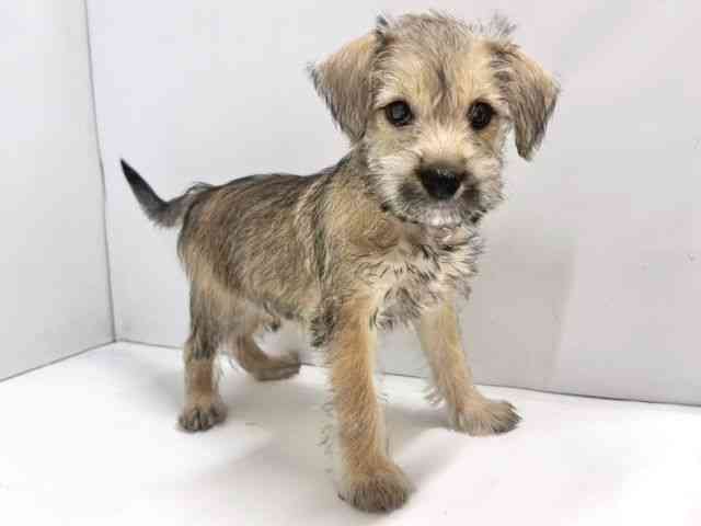 奈良県のハーフ犬・ミックス犬 (ひごペットフレンドリー奈良パワーシティ店/2025年8月16日生まれ/女の子/レッド)の子犬の2枚目の画像