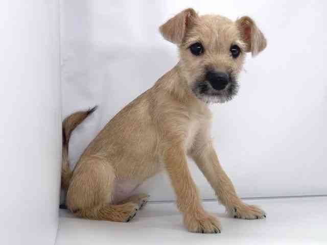 兵庫県のハーフ犬・ミックス犬 (ひごペットフレンドリーイオンタウン加古川店/2025年8月16日生まれ/女の子/レッド)の子犬の2枚目の画像