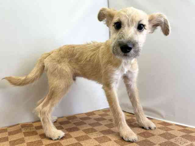 愛媛県のハーフ犬・ミックス犬 (ひごペットフレンドリーエミフルMASAKI店/2025年8月16日生まれ/男の子/レッド)の子犬の2枚目の画像