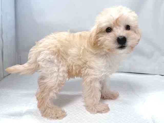 大阪府のシュナプー(シュナウザー×プードル) (ひごペットフレンドリー堺プラットプラット店/2025年8月14日生まれ/男の子/クリーム)の子犬の2枚目の画像