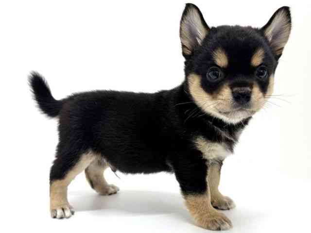 大阪府のチワ柴/柴チワ/チワシバ(チワワ×柴) (ひごペットフレンドリーくずはモール店/2025年8月14日生まれ/男の子/ブラックタン)の子犬の2枚目の画像