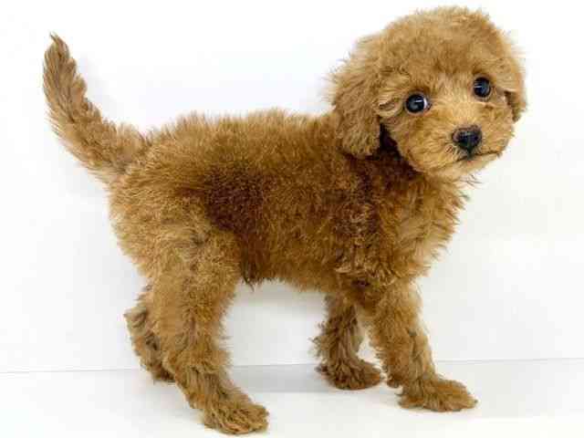 大阪府のトイプードル(トイ) (ひごペットフレンドリーいこらもーる泉佐野店/2025年8月16日生まれ/男の子/レッド)の子犬の2枚目の画像