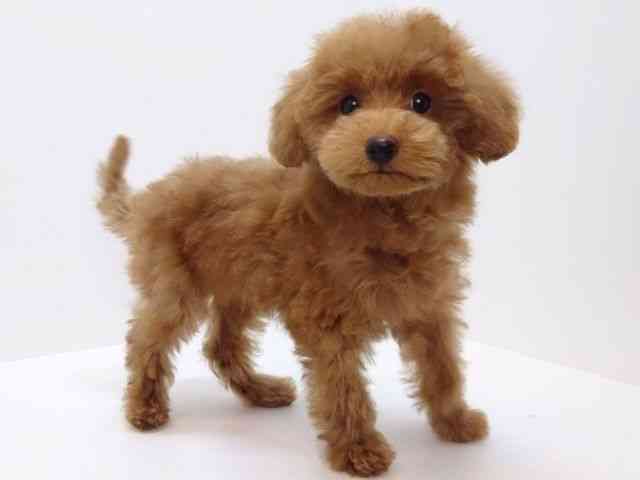 大阪府のトイプードル(トイ) (ひごペットフレンドリーいこらもーる泉佐野店/2025年8月16日生まれ/男の子/レッド)の子犬の2枚目の画像