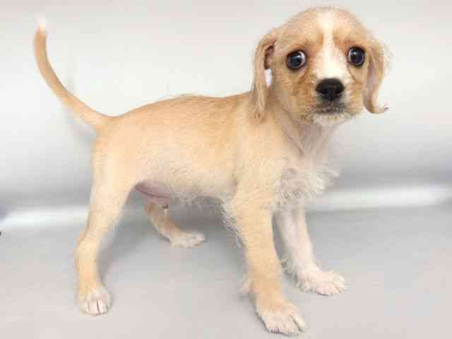 大阪府のハーフ犬・ミックス犬 (ひごペットフレンドリー岸和田店/2025年8月15日生まれ/男の子/クリームホワイト)の子犬の2枚目の画像