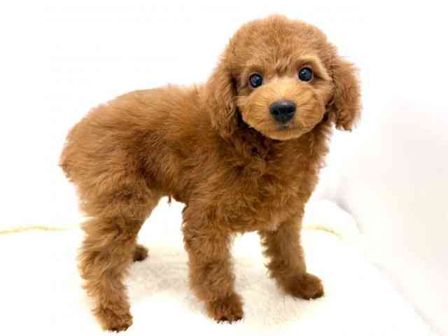 広島県のトイプードル(トイ) (ひごペットフレンドリーゆめタウン廿日市店/2025年8月15日生まれ/男の子/レッド)の子犬の2枚目の画像