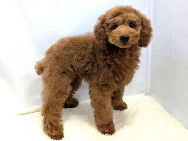 広島県のトイプードル(トイ) (ひごペットフレンドリーゆめタウン廿日市店/2025年8月15日生まれ/男の子/レッド)の子犬の2枚目の画像