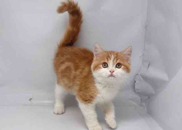 鳥取県のミヌエット (ひごペットフレンドリーイオンモール鳥取北店/2025年8月13日生まれ/男の子/レッドタビーホワイト)の子猫の2枚目の画像