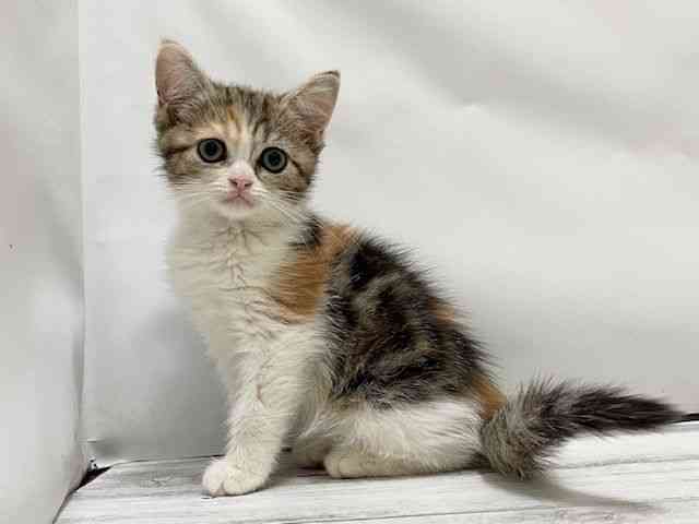 和歌山県のミヌエット (ひごペットフレンドリーパームシティ和歌山店/2025年8月13日生まれ/女の子/ブラウンパッチドタビーホワイト)の子猫の2枚目の画像