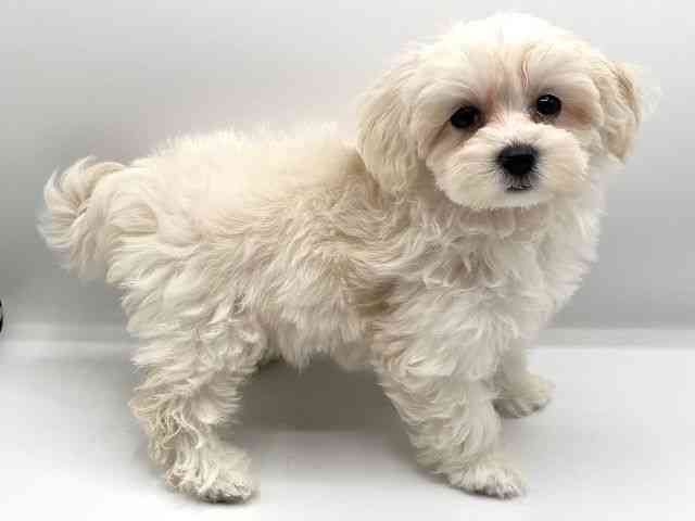 京都府のマルプー(マルチーズ×プードル) (ひごペットフレンドリーイオンモール高の原店/2025年8月8日生まれ/女の子/クリーム)の子犬の2枚目の画像