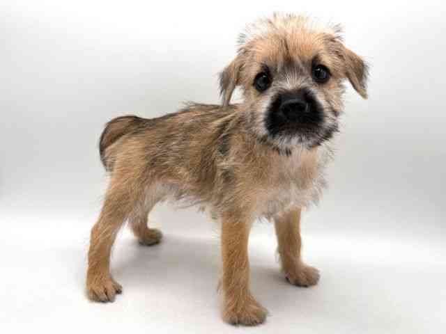 奈良県のハーフ犬・ミックス犬 (ひごペットフレンドリー田原本店/2025年8月16日生まれ/女の子/レッド)の子犬の2枚目の画像