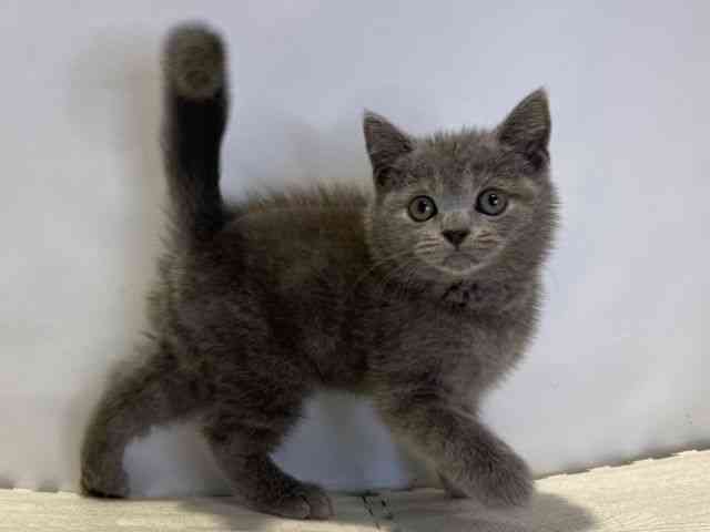 島根県のブリティッシュショートヘアー (ひごペットフレンドリーイオンモール出雲店/2025年8月17日生まれ/男の子/ブルー)の子猫の2枚目の画像