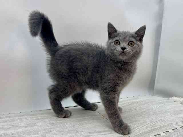 島根県のブリティッシュショートヘアー (ひごペットフレンドリーイオンモール出雲店/2025年8月17日生まれ/男の子/ブルー)の子猫の2枚目の画像