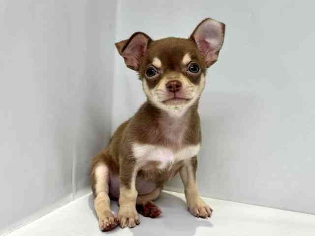 大阪府のチワワ(スムース) (ひごペットフレンドリーセブンパーク天美店/2025年8月13日生まれ/男の子/チョコレートタン)の子犬の2枚目の画像