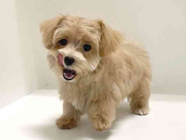 兵庫県のマルプー(マルチーズ×プードル) (ひごペットフレンドリーイトーヨーカドー明石店/2025年8月15日生まれ/男の子/クリーム)の子犬の2枚目の画像