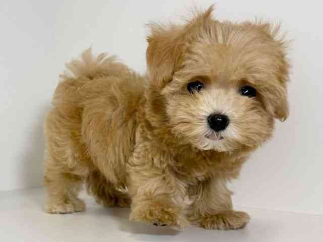 兵庫県のハーフ犬・ミックス犬 (ひごペットフレンドリーイトーヨーカドー明石店/2025年8月15日生まれ/男の子/クリーム)の子犬の2枚目の画像