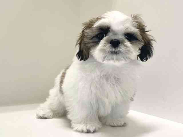 兵庫県のシーズー (ひごペットフレンドリーイトーヨーカドー明石店/2025年8月18日生まれ/男の子/ホワイトゴールド)の子犬の2枚目の画像