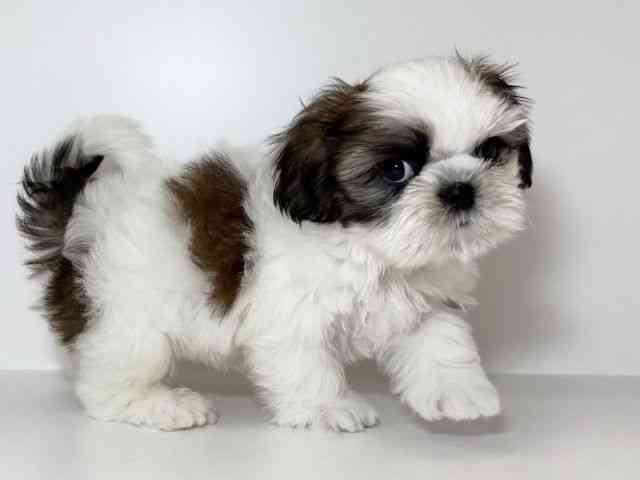 兵庫県のシーズー (ひごペットフレンドリーイトーヨーカドー明石店/2025年8月18日生まれ/男の子/ホワイトゴールド)の子犬の2枚目の画像