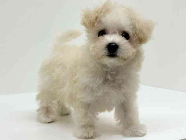 兵庫県のビションプー(ビションフリーゼ×プードル) (ひごペットフレンドリーブルメールHAT神戸店/2025年8月17日生まれ/女の子/クリーム)の子犬の2枚目の画像