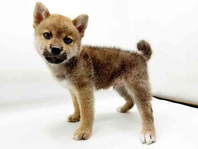 兵庫県の柴犬(標準サイズ) (ひごペットフレンドリーコロワ甲子園店/2025年8月17日生まれ/男の子/赤)の子犬の2枚目の画像