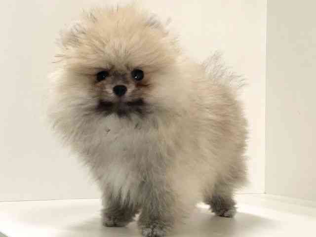 兵庫県のポメラニアン (ひごペットフレンドリーイトーヨーカドー明石店/2025年8月17日生まれ/男の子/クリーム)の子犬の2枚目の画像