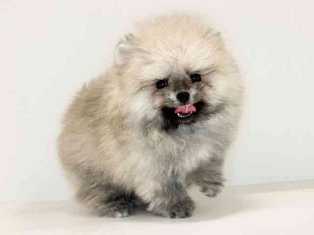 兵庫県のポメラニアン (ひごペットフレンドリーイトーヨーカドー明石店/2025年8月17日生まれ/男の子/クリーム)の子犬の2枚目の画像