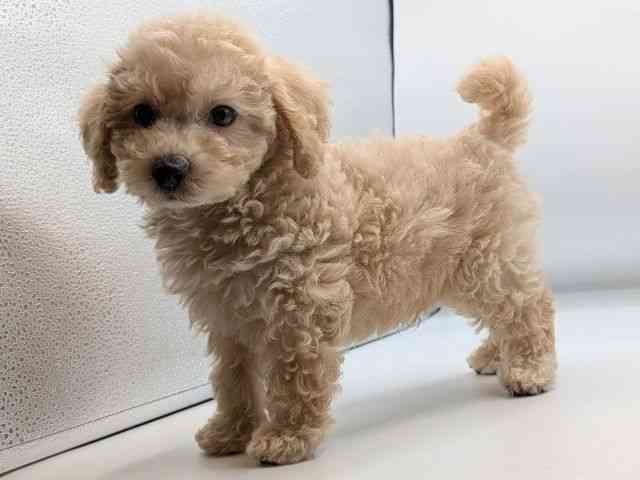 香川県のハーフ犬・ミックス犬 (ひごペットフレンドリーゆめタウン高松店/2025年8月18日生まれ/男の子/クリーム)の子犬の2枚目の画像