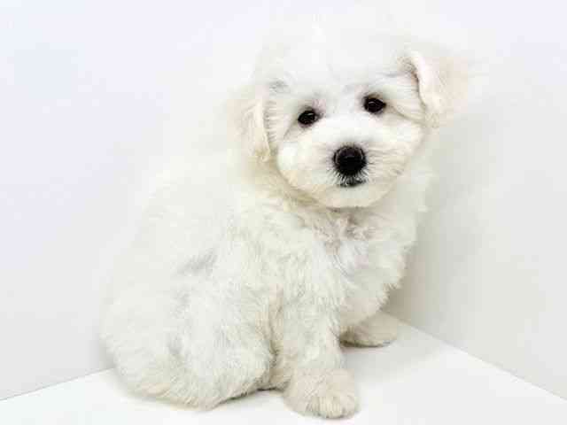 大阪府のビションフリーゼ (ひごペットフレンドリーいこらもーる泉佐野店/2025年8月15日生まれ/女の子/ホワイト)の子犬の2枚目の画像