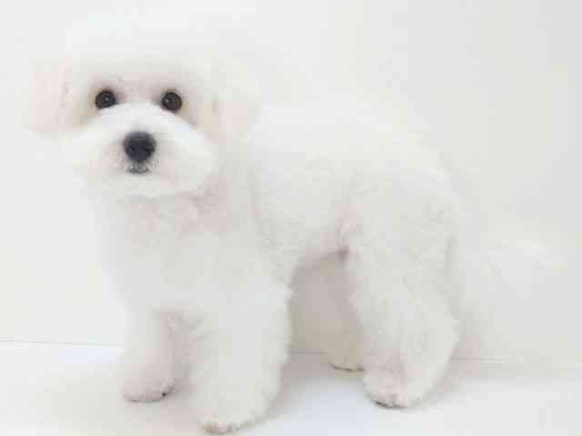 大阪府のビションフリーゼ (ひごペットフレンドリーいこらもーる泉佐野店/2025年8月15日生まれ/女の子/ホワイト)の子犬の2枚目の画像