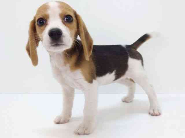 大阪府のビーグル (ひごペットフレンドリーいこらもーる泉佐野店/2025年8月19日生まれ/女の子/ブラックタンホワイト)の子犬の2枚目の画像