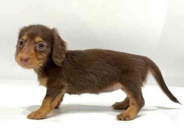 愛知県のミニチュアダックスフンド(ロング) (ひごペットフレンドリーヴィアモール アピタ江南西店/2025年8月19日生まれ/女の子/チョコレートタン)の子犬の2枚目の画像