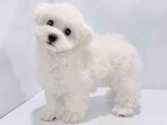 大阪府のビションフリーゼ (ひごペットフレンドリーイズミヤショッピングセンター千里丘店/2025年8月17日生まれ/男の子/ホワイト)の子犬の2枚目の画像